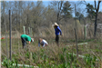 Community Planting Day 11 (jpg)