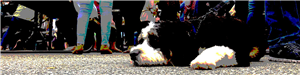 Banner Image - Posterized Dog_5930 (jpg)