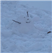 Snowman 123 (jpg)