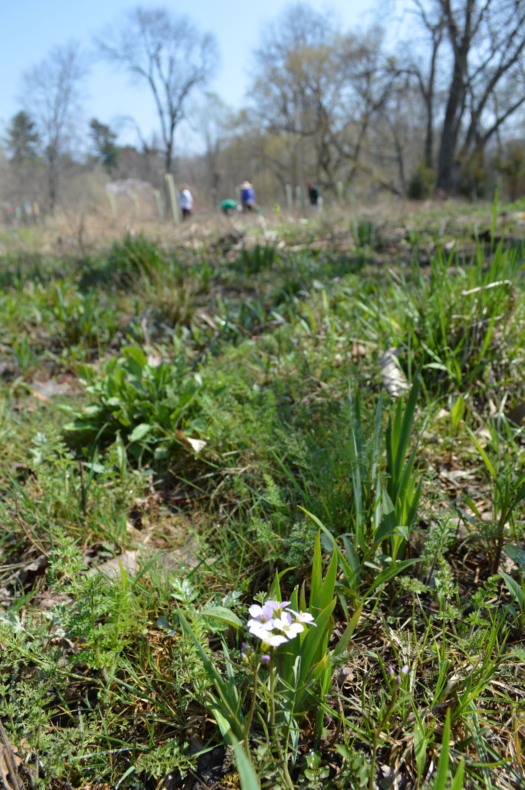 Community Planting Day 3 (jpg)